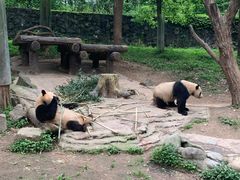 -都江堰中华大熊猫苑
