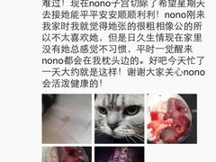 iphone_upload_pic-瑞派天使宠物医院·神经外科·骨科·核磁(洛川中路店)