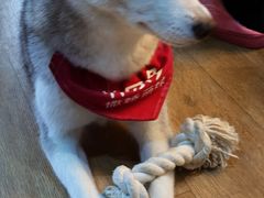 -Husky Go! 哈士奇体验馆·宠物咖啡厅狗咖