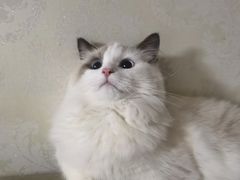 -瑞派宠物医院·24h·骨外科·皮肤科·全科宠物医疗转诊中心(沈阳浑南院)