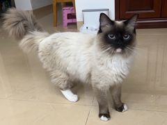 -瑞派康怡24h宠物医院·犬猫医疗中心·微创绝育(瑞景分院)