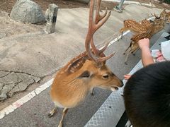 -清迈夜间动物园