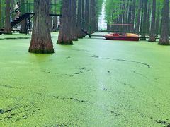 -渌洋湖湿地公园