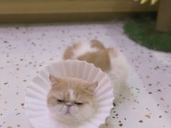 -滚猫咖啡·猫咖·猫友好撸猫(未来城店)