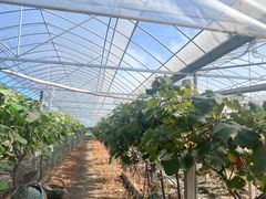 -马陆小张葡萄园农家乐