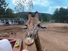 -大连森林动物园