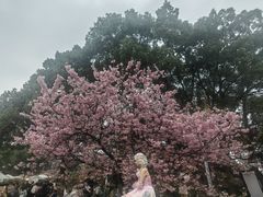 -南山植物园