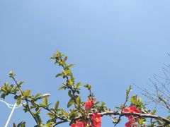 -济南国际园博园