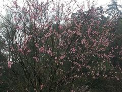 景点-常德桃花源景区