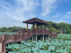 -荷塘月色湿地公园·向阳花洲