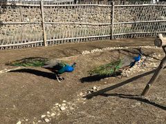 -东平国家森林公园