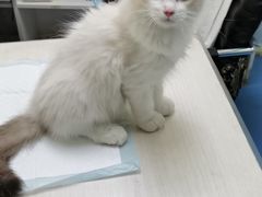 -佳怡动物医院·平价24小时·猫专科骨外科