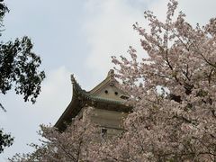 -武汉大学-樱园