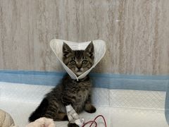 -爱派特动物医院·全科诊疗中心