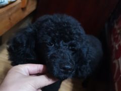 -安安宠物医院(情缘分院)