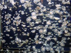 -太平洋海底世界