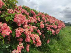 -光明小镇欢乐田园