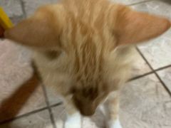 -长坦新鲜猪什夜宵广场