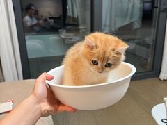 -欣宠猫屋·矮脚拿破仑·蓝金金渐层