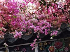 -深圳国际园林花卉博览园