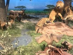 -国家自然博物馆