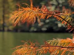 -中国科学院华南植物园