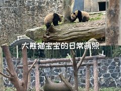 -都江堰中华大熊猫苑