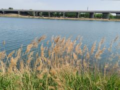 -丁香湖公园