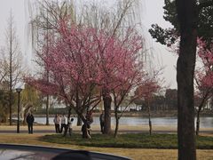 -无锡蠡湖国家湿地公园-蠡园