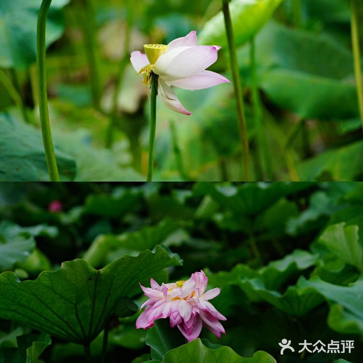 华岩寺的荷花开了