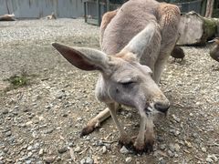 -可伦宾野生动物保护区