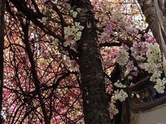 -深圳国际园林花卉博览园