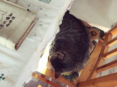 -海边的猫和咖啡馆