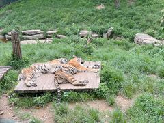 -大连森林动物园