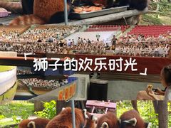 -灵玲国际马戏城