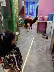 -神奇动物撸宠馆·羊驼·小浣熊·异宠(豫园店)