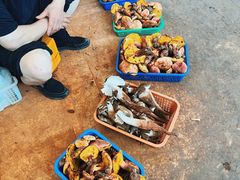 -云南木水花野生菌交易中心