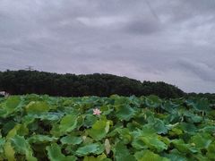 -梁鸿国家湿地公园