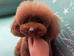 -百好乐宠物友好餐厅(朝外大街店)