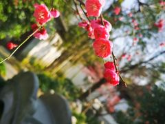 -秋霞圃
