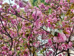 -高东镇樱花园