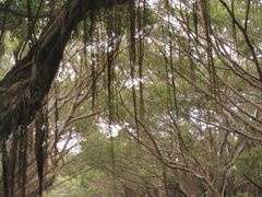 -大湾区中央湿地公园