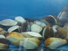 android_upload_pic-老虎滩船说·海胆水饺·大连海鲜(老虎滩店)