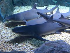 -烟台海昌鲸鲨海洋公园