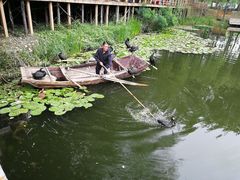 -微山湖红荷湿地景区