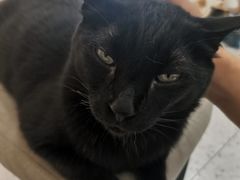 -喵园·猫主题咖啡厅·撸猫·猫咖(国贸店)