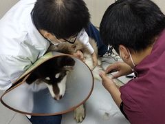 -宠颐生宠物医院·犬猫全科·皮肤科(商业街店)