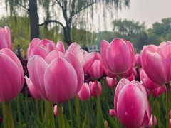 -石家庄市植物园