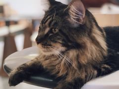 -瞄一喵猫咖(格力海岸店)