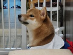 -逗柴咖啡屋·狗咖猫咖宠物桌游